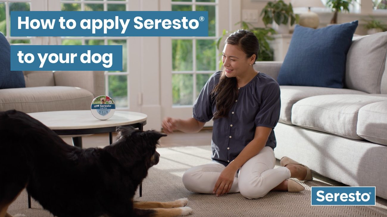 How to apply Seresto to your dog